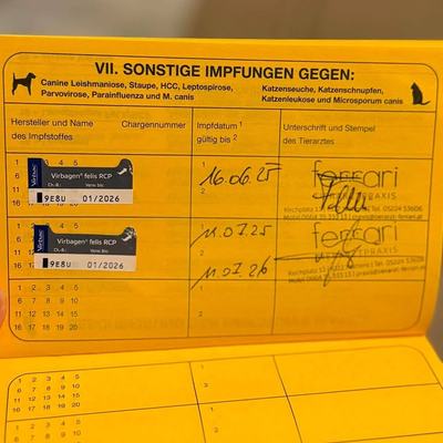 Kater Ruto sucht Zuhause mit sicherem Freigang