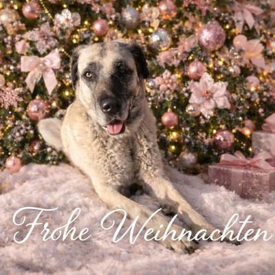 Weihnachten und Neujahr – Dank vom Tierschutzverein Libelle