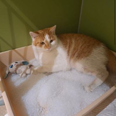 Kater Fluffi sucht Zuhause mit geduldiger Pflege