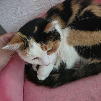 Katze Erna sucht Einzelplatz mit Freigang in verkehrsberuhigter Lage