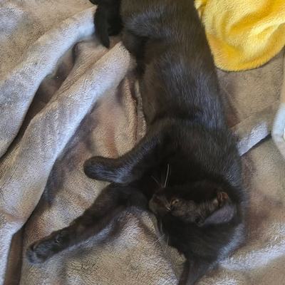 Schwarze Katzenzwillinge Hanni und Nanni nur zusammen abzugeben