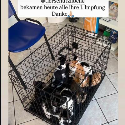 Katzen und Kätzchen suchen ein Zuhause