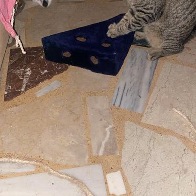 Spenden für Hunde und Katzen auf Kreta angekommen