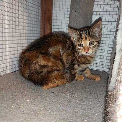 Katze Elara sucht Zuhause als Zweitkatze