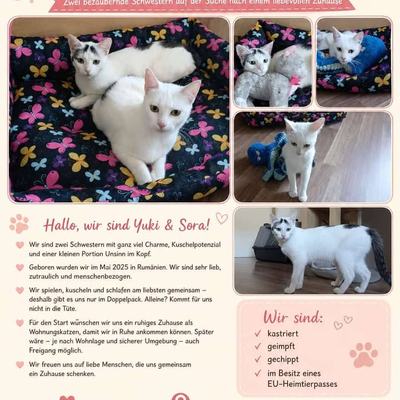 Katze Yuki & Sora suchen gemeinsam ein Zuhause