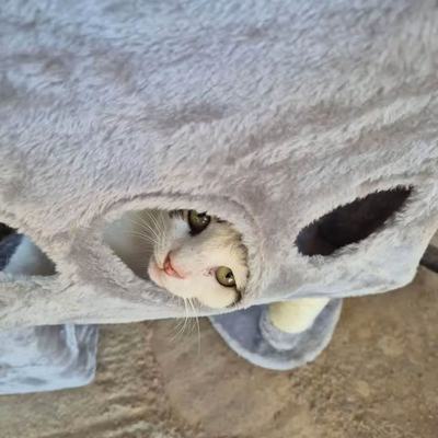 Sachspenden für Hunde und Katzen auf Kreta