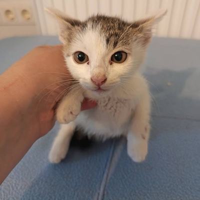 Katze Kitty mit Babys, paarweise oder zu gleichaltriger Katze