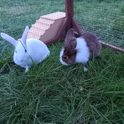 Kaninchen Logan und Madison suchen gemeinsam Zuhause