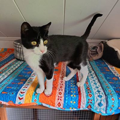 Katze Merida sucht ein Zuhause in Schwoich