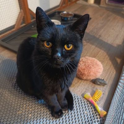 Katze Mietzi sucht Einzelplatz mit Freigangoption