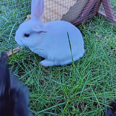 Kaninchen Logan und Madison suchen gemeinsam Zuhause