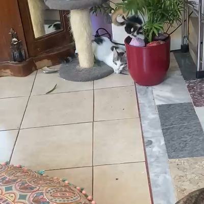 Katzen spielen mit Zimmerpflanzen bei Tierschutz Kreta