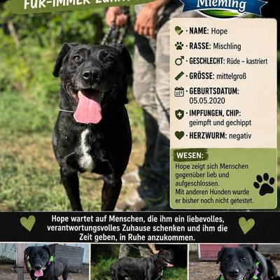 Hunde aus Ungarn suchen dringend ein Zuhause