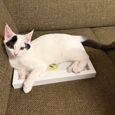 Katze Flint nach erfolgreicher Vermittlung glücklich integriert