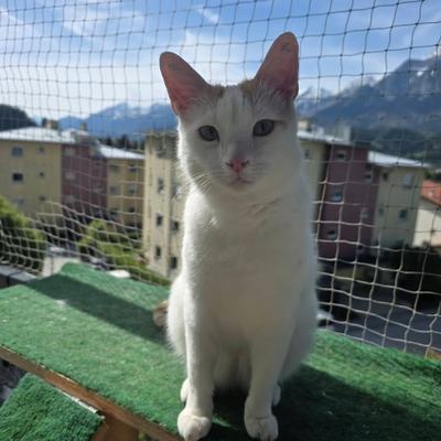 Katzenpaar Serapis & Rio nur zusammen zu vermitteln