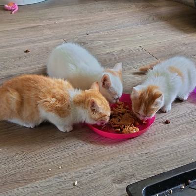 Katzen Geschwister Whisky, Baccardi und Malibu teilen Futter