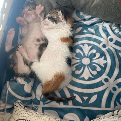 Babys der Tierschutz Kreta in Lebensfreude