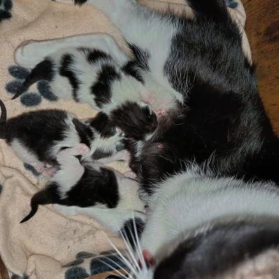 Katze Elinor mit ihren Kindern Tick, Trick und Track