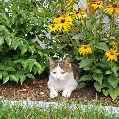 Pflegekatze Tilda glücklich im neuen Zuhause