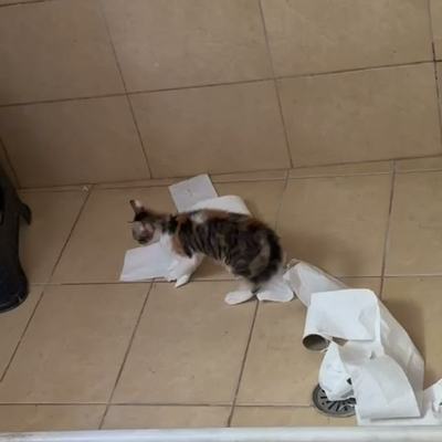 Katzen entdecken gemeinsam Klorollen als Spielzeug