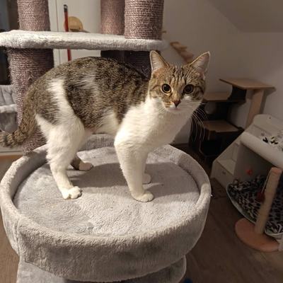 Drei zutrauliche Katzen Honey, Teddy und Koda suchen Zuhause