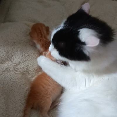 Katze Amalia unterstützt bei der Pflege auf Pflegestelle