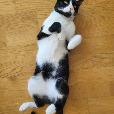 Katzenpaar Serapis & Rio nur zusammen zu vermitteln