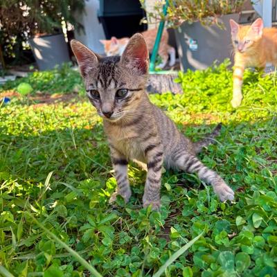 Kater Rango sucht ein Zuhause – Einzeladoption nicht erwünscht