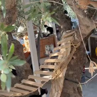 Katzen inspizieren neue Outdoor-Katzenleiter intensiv