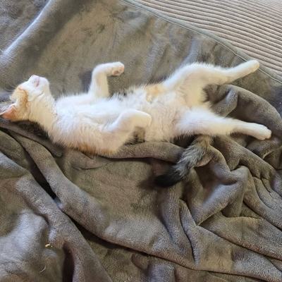 Katzen Rosi und Ida suchen gemeinsam ein Zuhause