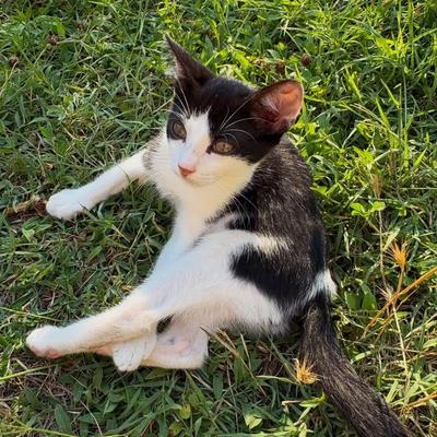 Kater Rio sucht Zuhause gemeinsam mit Mama Molly