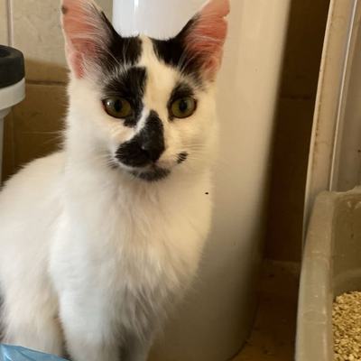 Kater Ganesh und Gilgamesh suchen gemeinsam Zuhause auf Kreta