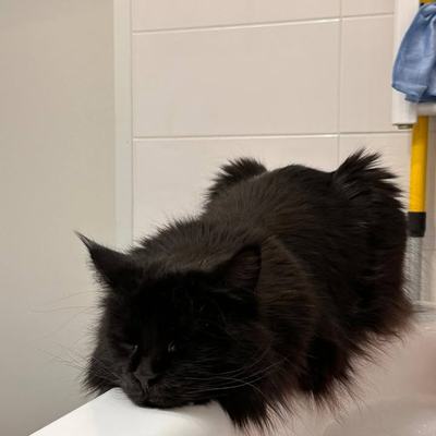 Maine-Coon-Katzen Amy & Daisy – Vermittlung aus Wattens