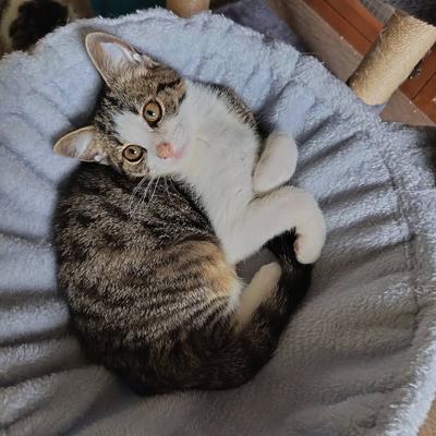 Kater Odin und Mike suchen gemeinsames Zuhause