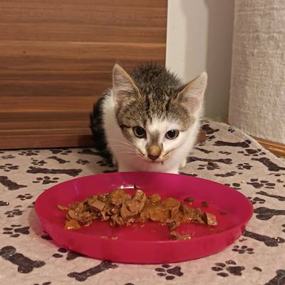 Zuhause gesucht für die schüchternen Katzen Bernhard und Medusa