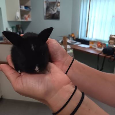 Kaninchenbabys Vermittlung durch Tierschutz Libelle