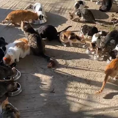 Katzenfütterung bei Sarah Hübler auf Kreta