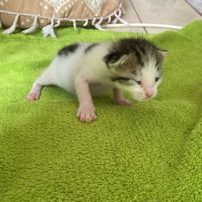 Babys der Tierschutz Kreta in Lebensfreude