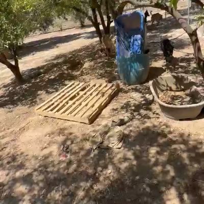 Alltag von Hunden auf Kreta in geplanter Besuchszeit