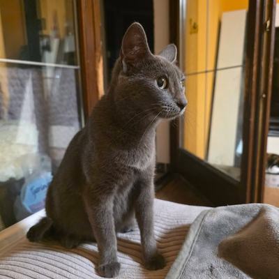 Pflegekatze Luna blaugrau, hochtragend, in Pflegestelle