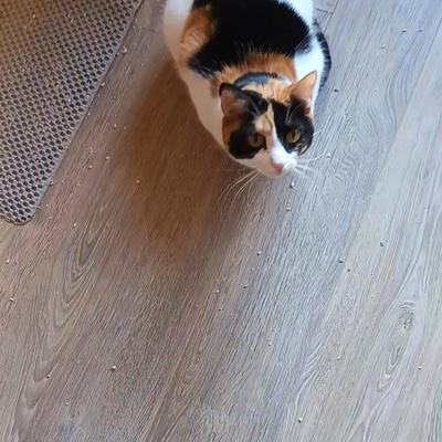 Zwei Katzen Schwestern suchen liebevolles Zuhause