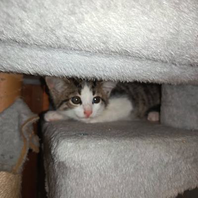 Sieben Katzenbabys im Alter von 7 bis 9 Wochen in Pflege