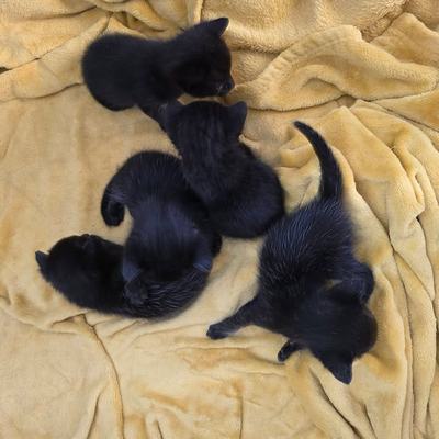 Kätzchen-Fünferpack mit starker Stimme im Tierschutz