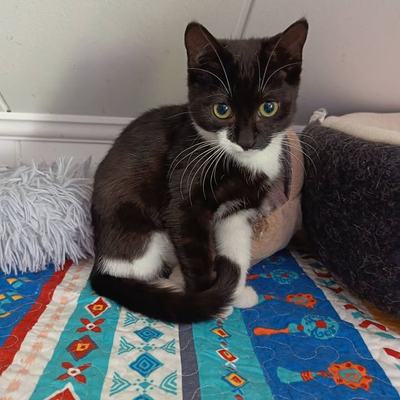 Katze Merida sucht ein Zuhause in Schwoich