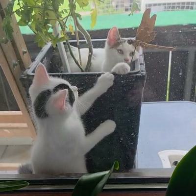 Neugierige Babykatzen entdecken Schmetterling spielerisch
