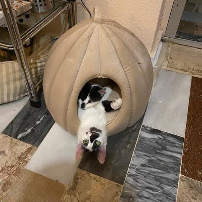 Kater Ganesh und Gilgamesh suchen gemeinsam Zuhause auf Kreta