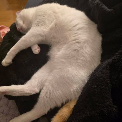 Katzenpaar Rio & Serapis sucht gemeinsames Zuhause