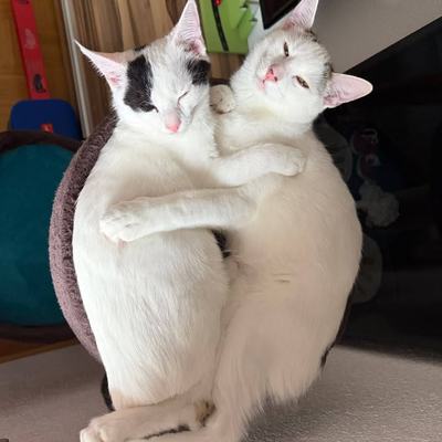 Katze Flint nach erfolgreicher Vermittlung glücklich integriert