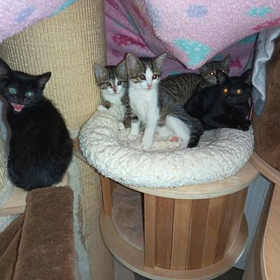 Katze Viper, Bellatrix, Hera, Kali, Chimära suchen Zuhause paarweise oder zu Zweitkatze