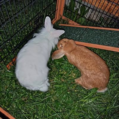 Kaninchen Shorty sucht paarweise oder zu gleichaltriger Katze